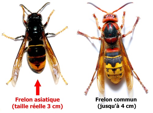 comment reconnaitre frelons