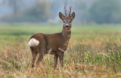 chasse