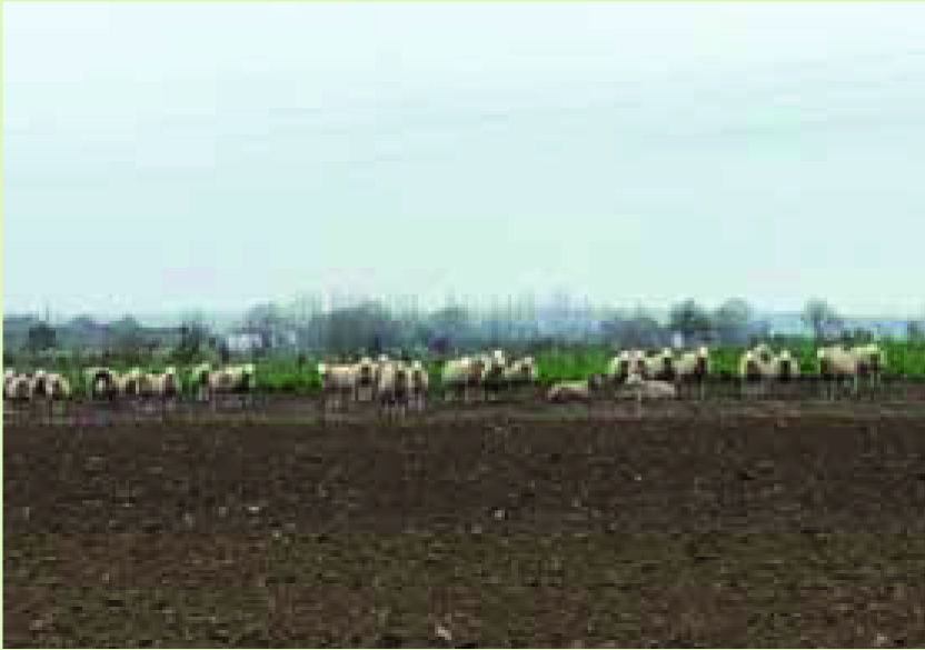 greedelagneau